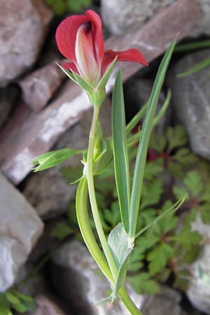 Lathyrus cicera \ Rote Platterbse / Red Vetchling, GR Peloponnes, Figalia 29.3.2013