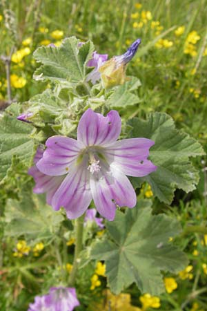 Malva multiflora \ Kretische Strauchpappel / Small Tree Mallow, Cretan Hollyhock, GR Peloponnes, Finikounda 30.3.2013