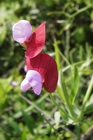 Lathyrus articulatus \ Glieder-Platterbse, GR Peloponnes, Monemvasia 31.3.2013