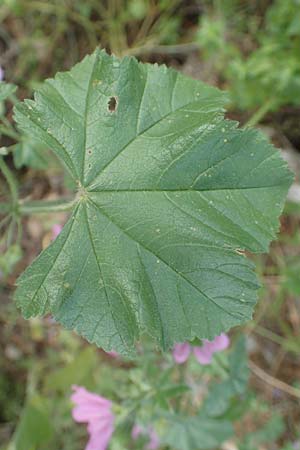 Malva multiflora \ Kretische Strauchpappel / Small Tree Mallow, Cretan Hollyhock, GR Athen 10.4.2019