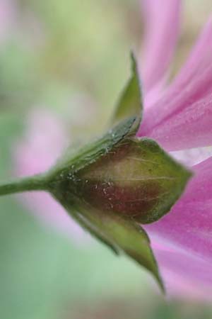 Malva multiflora \ Kretische Strauchpappel, GR Athen 10.4.2019