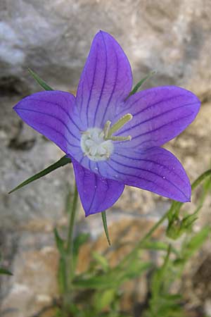 Campanula ramosissima \ Verzweigte Glockenblume / Branched Bellflower, GR Konitsa 16.5.2008