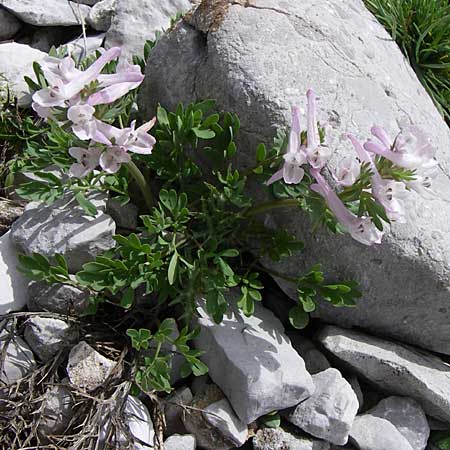 Corydalis densiflora \ Dichtbltiger Lerchensporn / Dense-Flowered Corydalis, GR Timfi 17.5.2008