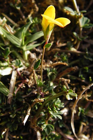 Lotus edulis \ Essbarer Hornklee / Edible Bird's-Foot Trefoil, GR Parnitha 1.9.2014