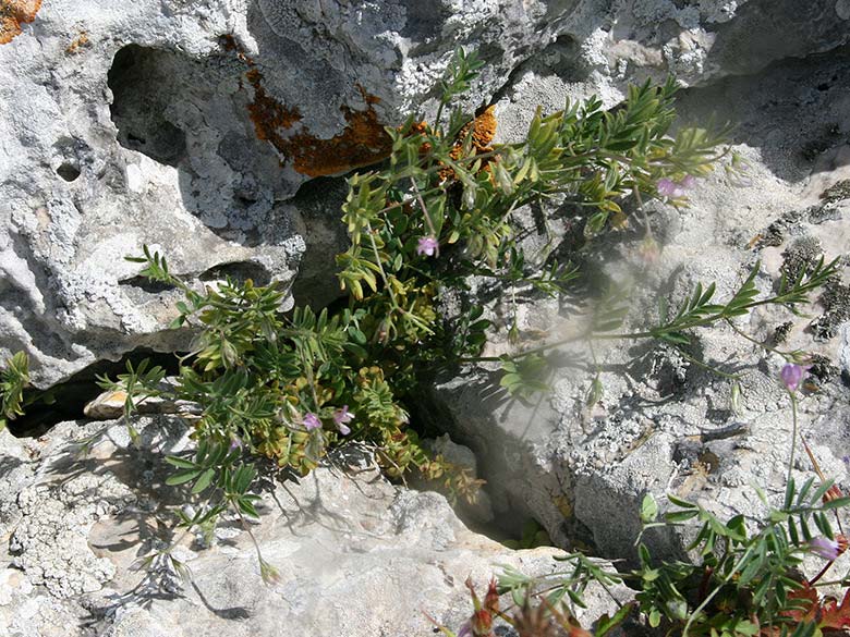 Vicia tenorei \ Wilde Linse / Wild Lentil, GR Akrokorinth 27.4.2017 (Photo: Gisela Nikolopoulou)