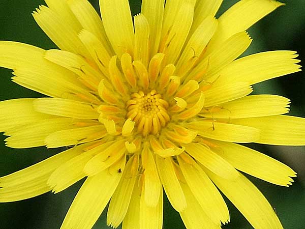 Leontodon tuberosus \ Knolliger Lwenzahn / Tuberous Hawkbit, GR Akrokorinth 1.12.2014 (Photo: Gisela Nikolopoulou)