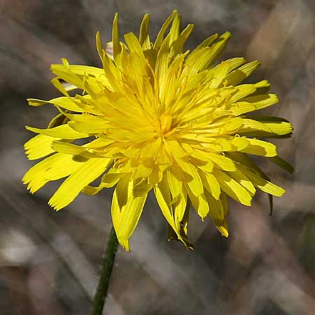 Leontodon tuberosus \ Knolliger Lwenzahn / Tuberous Hawkbit, GR Akrokorinth 21.10.2014 (Photo: Gisela Nikolopoulou)