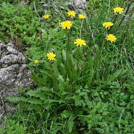 Leontodon tuberosus \ Knolliger Lwenzahn / Tuberous Hawkbit, GR Akrokorinth 1.12.2014 (Photo: Gisela Nikolopoulou)