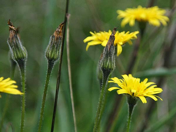 Leontodon tuberosus \ Knolliger Lwenzahn / Tuberous Hawkbit, GR Akrokorinth 1.12.2014 (Photo: Gisela Nikolopoulou)