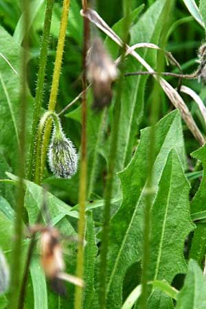 Leontodon tuberosus \ Knolliger Lwenzahn / Tuberous Hawkbit, GR Akrokorinth 1.12.2014 (Photo: Gisela Nikolopoulou)