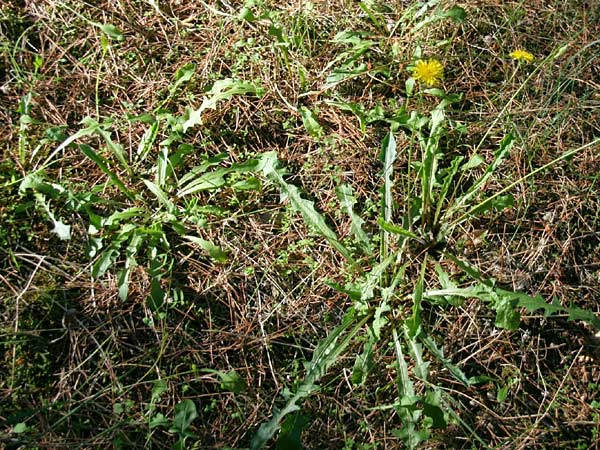 Leontodon tuberosus \ Knolliger Lwenzahn / Tuberous Hawkbit, GR Akrokorinth 21.10.2014 (Photo: Gisela Nikolopoulou)