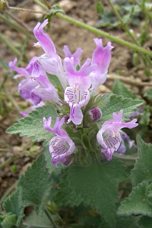 Lamium garganicum \ Gargano-Taubnessel / Large Red Dead-Nettle, GR Parnitha 22.5.2008