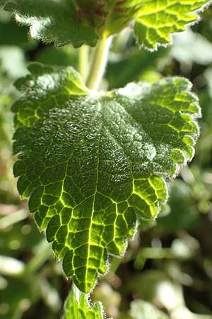 Lamium garganicum \ Gargano-Taubnessel / Large Red Dead-Nettle, GR Parnitha 22.3.2019