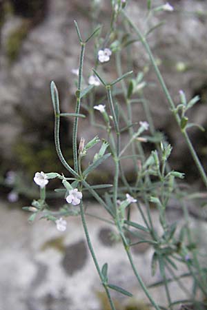 Micromeria cristata \ Kamm-Steinminze / Crested Savory, GR Zagoria, Vikos - Schlucht / Gorge 26.8.2007