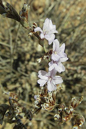 Limonium ramosissimum \ Algerischer Strandflieder / Algerian Sea Lavender, GR Porto Rafti 29.8.2007