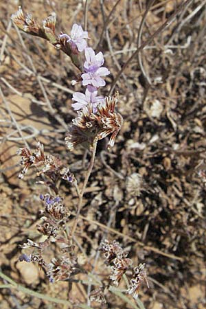 Limonium ramosissimum \ Algerischer Strandflieder / Algerian Sea Lavender, GR Porto Rafti 29.8.2007