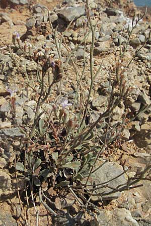 Limonium ramosissimum \ Algerischer Strandflieder / Algerian Sea Lavender, GR Porto Rafti 29.8.2007