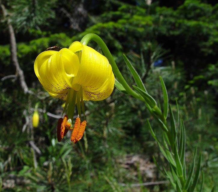 Lilium carniolicum subsp. albanicum \ Albanische Lilie / Albanian Lily, GR Pindus, Valia Calda National Park (1100 m) 3.6.2006 (Photo: Zissis Antonopoulos)
