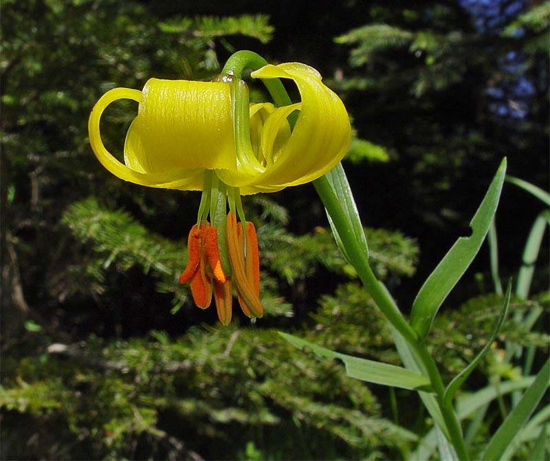 Lilium carniolicum subsp. albanicum \ Albanische Lilie / Albanian Lily, GR Pindus, Valia Calda National Park (1100 m) 3.6.2006 (Photo: Zissis Antonopoulos)