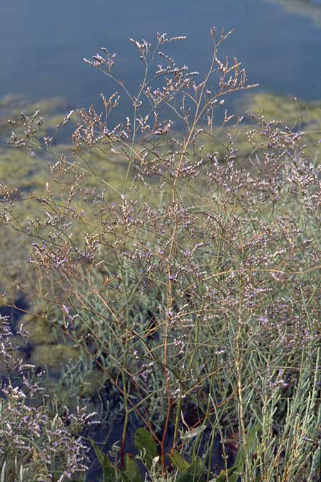 Limonium narbonense \ Später Strandflieder / Common Sea Lavender, GR Amvrakikos Kolpos ( Golf/gulf ) 5.9.2007