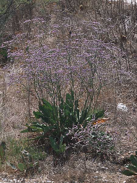 Limonium narbonense \ Spter Strandflieder, GR Amvrakikos Kolpos ( Golf ) 6.9.2007