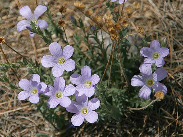 Linum hirsutum \ Zotten-Lein / Anatolian Flax, GR Gerania - Gebirge/Mountains 12.5.2012 (Photo: Gisela Nikolopoulou)