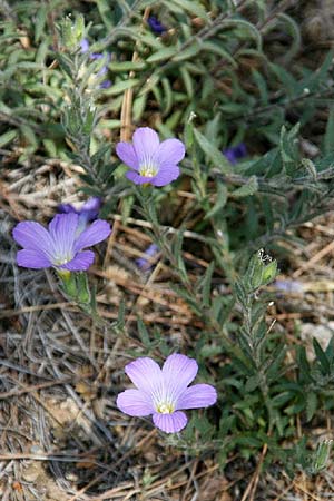 Linum hirsutum \ Zotten-Lein / Anatolian Flax, GR Gerania - Gebirge/Mountains 12.5.2012 (Photo: Gisela Nikolopoulou)