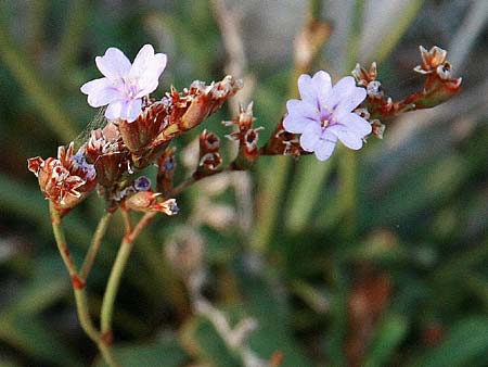 Limonium virgatum \ Ruten-Strandflieder, GR Isthmia 19.10.2015 (Photo: Gisela Nikolopoulou)