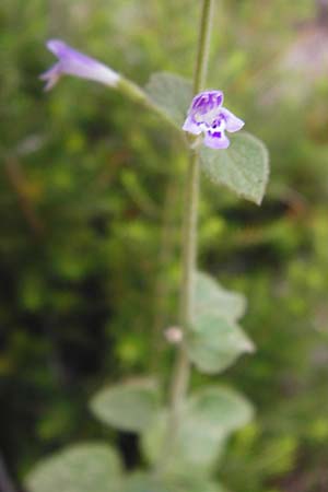 Clinopodium calamintha \ Kleinbltige Bergminze, GR Euboea (Evia), Dimosari - Schlucht 29.8.2014