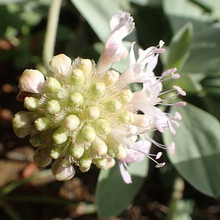 Lomelosia minoana \ Minoische Skabiose, GR Athen, Mount Egaleo 10.4.2019