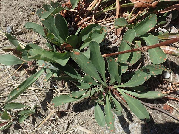 Limonium narbonense \ Spter Strandflieder, GR Euboea (Evia), Kanatadika 25.8.2017