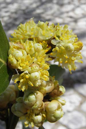 Laurus nobilis \ Echter Lorbeer, GR Peloponnes, Figalia 29.3.2013