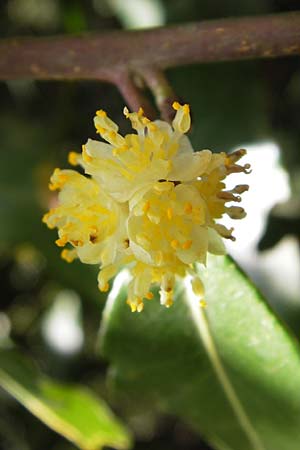 Laurus nobilis \ Echter Lorbeer, GR Peloponnes, Figalia 29.3.2013