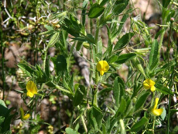 Ononis viscosa \ Klebriger Hauhechel / Sticky Restharrow, GR Akrokorinth 12.4.2011 (Photo: Gisela Nikolopoulou)