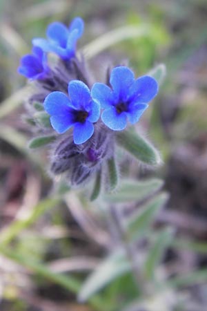 Alkanna tinctoria \ Frber-Alkanna, Schminkwurz / Alkanet, GR Peloponnes, Gramousa 1.4.2013