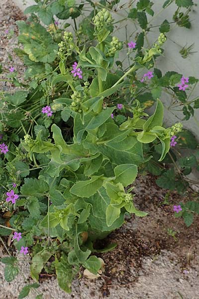 Lactuca sativa \ Kopfsalat / Lettuce, GR Athen 10.4.2019