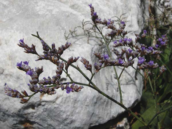 Limonium narbonense \ Spter Strandflieder, GR Attika, Agia Marina 27.8.2014