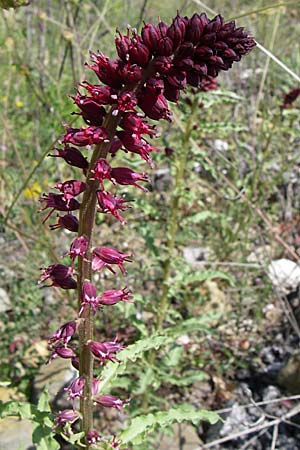 Lysimachia atropurpurea \ Rotbraune Lysimachie / Purple Loosestrife, Burgundy Goose-neck Loosestrife, GR Zagoria, Kalpaki 16.5.2008