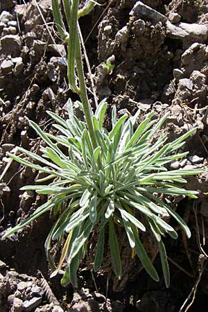 Matthiola fruticulosa \ Trbe Levkoje, Kleine Levkoje / Sad Stock, GR Aoos - Schlucht / Gorge 16.5.2008