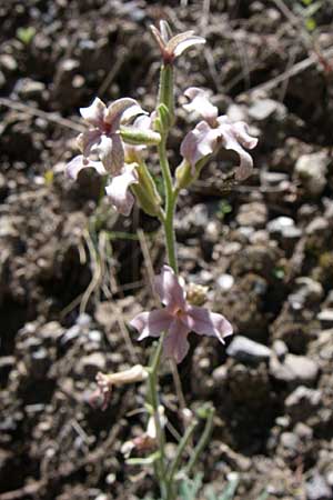 Matthiola fruticulosa \ Trbe Levkoje, Kleine Levkoje / Sad Stock, GR Aoos - Schlucht / Gorge 16.5.2008