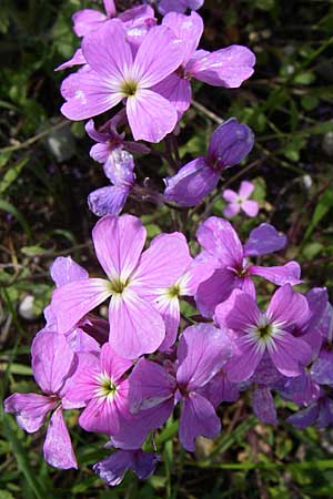 Malcolmia graeca subsp. bicolor \ Zweifarbige Griechische Meerviole, GR Timfi 17.5.2008