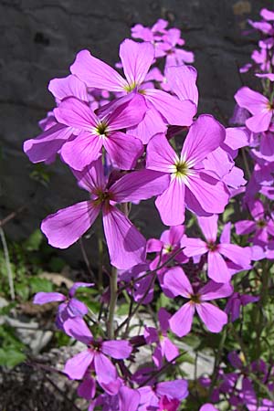 Malcolmia graeca subsp. bicolor \ Zweifarbige Griechische Meerviole / Greek Stock, GR Zagoria, Monodendri 19.5.2008