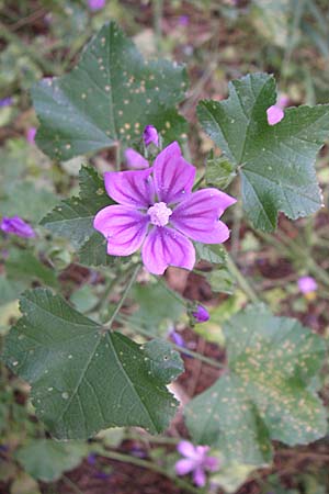 Malva sylvestris subsp. mauritiana \ Mauretanische Malve, GR Hymettos 21.5.2008