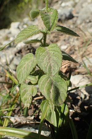 Mentha aquatica / Water Mint, GR Euboea (Evia), Drimona 27.8.2017