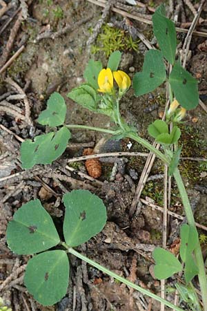 Medicago arabica \ Arabischer Schneckenklee, GR Athen, Mount Egaleo 10.4.2019