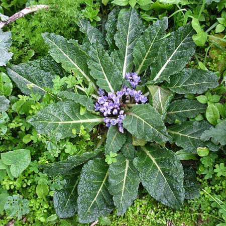 Mandragora officinarum \ Alraune, Alraunwurzel / Mandrake, GR Korinth/Corinth 6.2.2014 (Photo: Gisela Nikolopoulou)