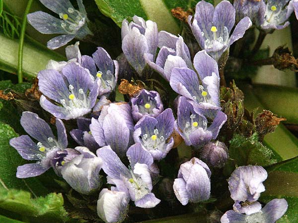 Mandragora officinarum / Mandrake, GR Corinth 6.2.2014 (Photo: Gisela Nikolopoulou)