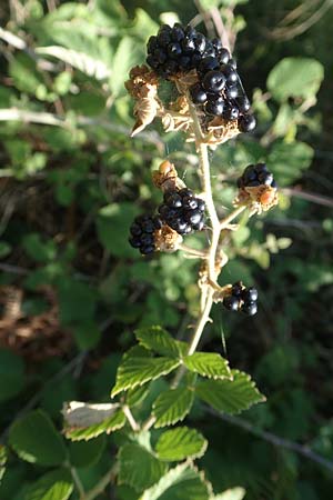 Rubus sanctus \ Heilige Brombeere / Holy Bramble, GR Euboea (Evia), Istiea 27.8.2017