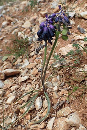 Muscari commutatum \ Dunkle Traubenhyazinthe, Verwechselte Traubenhyazinthe, GR Parnitha 22.3.2019