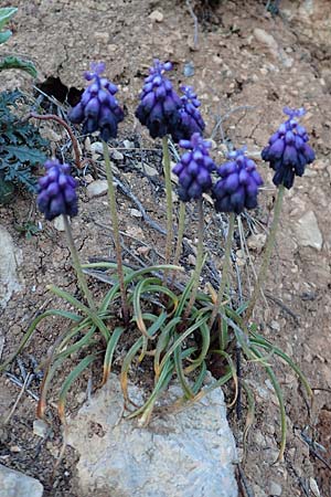 Muscari commutatum \ Dunkle Traubenhyazinthe, Verwechselte Traubenhyazinthe, GR Parnitha 22.3.2019